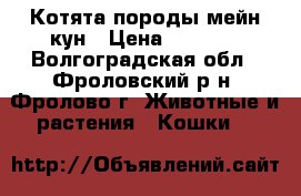 Котята породы мейн-кун › Цена ­ 3 000 - Волгоградская обл., Фроловский р-н, Фролово г. Животные и растения » Кошки   